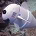 SoFi: Το πρώτο ρομποτικό ψάρι που μοιάζει με πραγματικό και... καίει καρδιές (Video)