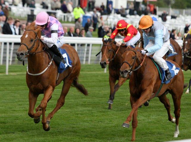 Talking Horses Great St. Wilfrid 2013 Preview