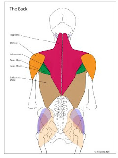 A simplified diagram of the back muscles.