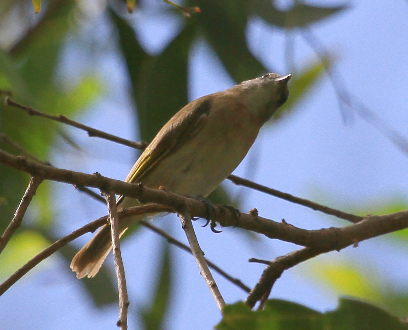 Richard Waring's Birds of Australia Rum Jungle Lake birds, photos