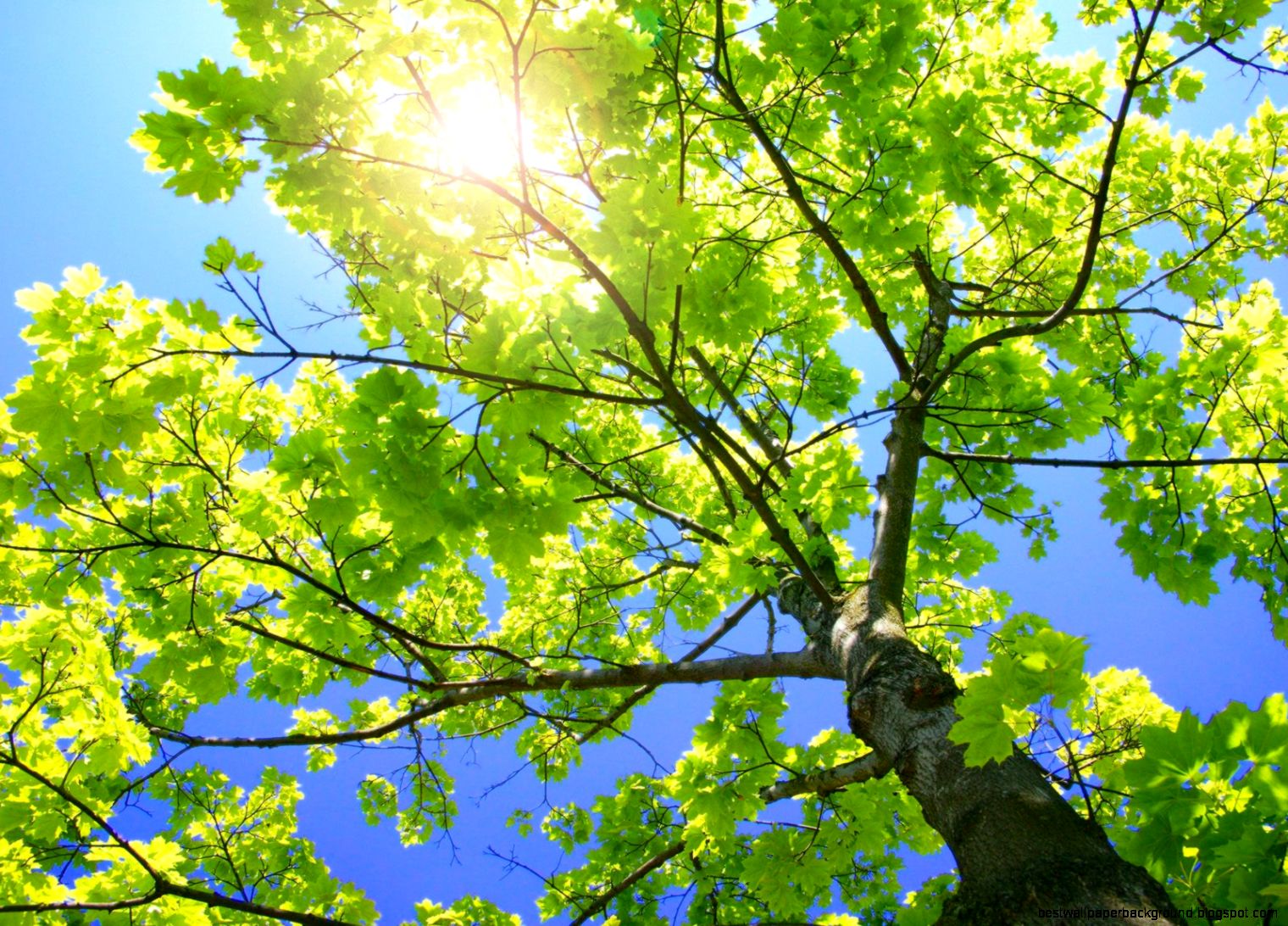 Sycamore Tree Nature Photos