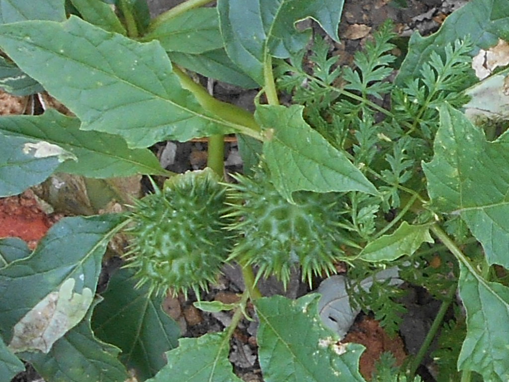 Tony's Blog Of Thorn Apples and other things