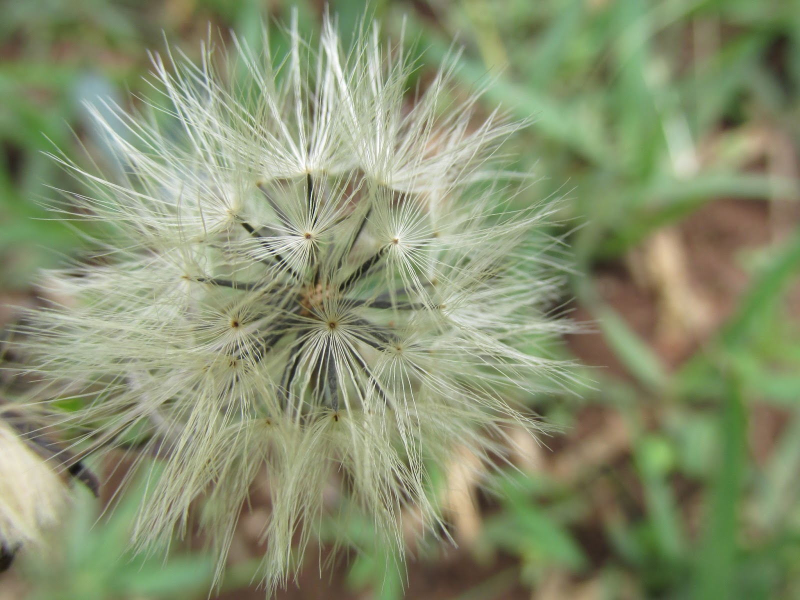 . Arnica do Mato temperos ruderais