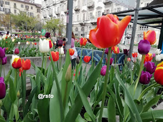 Tulipani in piazza Emanuele Filiberto