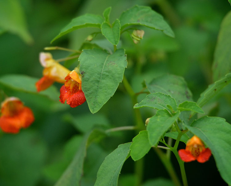Jewelweed needs a lot of moisture to grow well. The dense colonies often form along waterways and muddy and wet ditches.