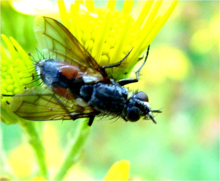 Insects of Scotland: Tachinids
