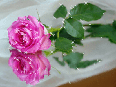 ROSE22.gif