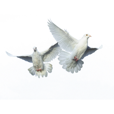 Yosef -  "Doves" - GCR/RV Intel SITREP  9/26/17 Image5
