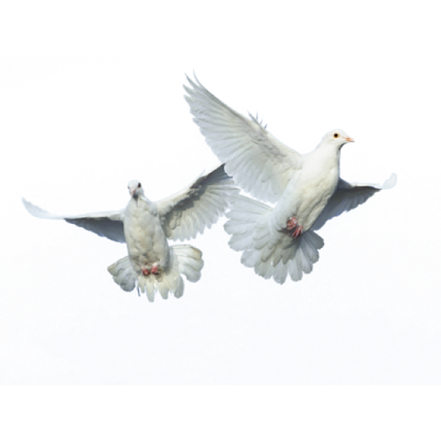 Yosef - "Doves" - GCR/RV Intel SITREP 9/26/17 Image5