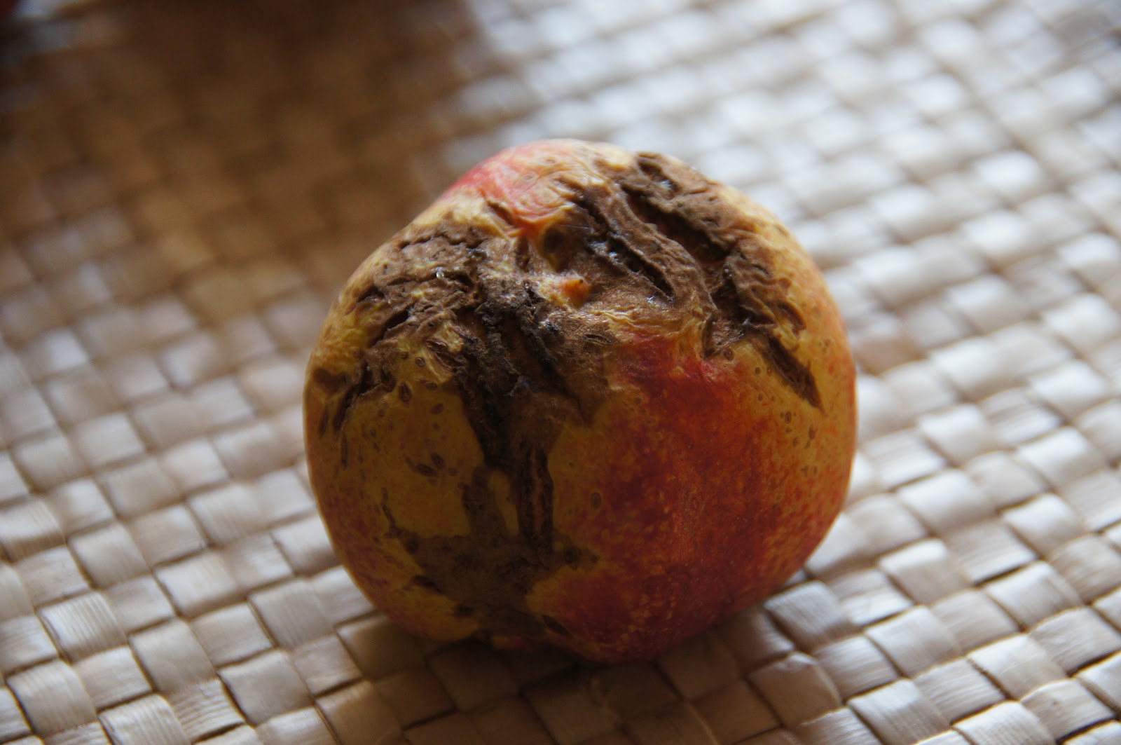 A Thinking Stomach Desert Delight Nectarine Harvest, 2012