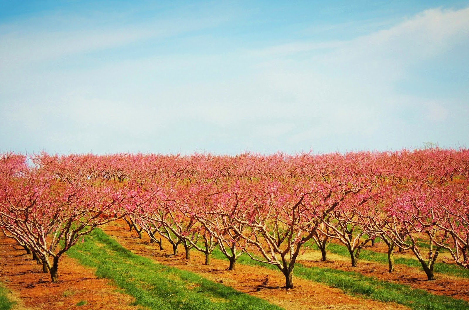 Let Your Light Shine Peach Blossoms 2014At The Orchard