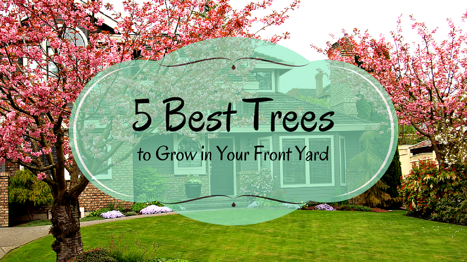 Where To Plant Trees In Your Yard Tree Choices