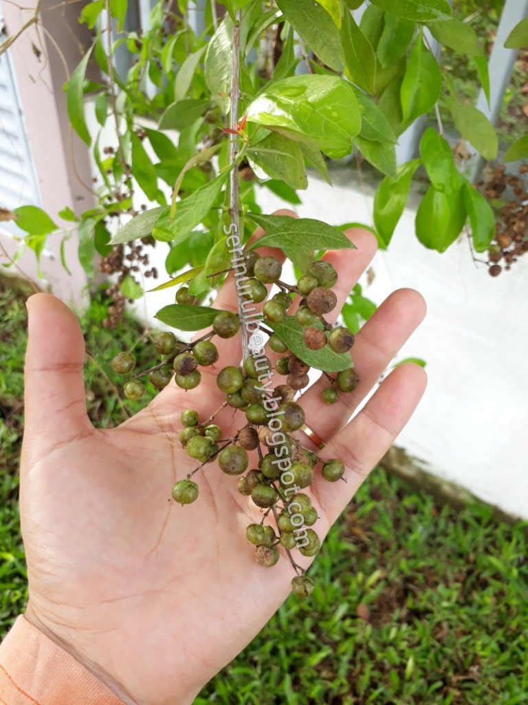Healthy Nurul Beauty: Harvesting daun inai (henna leaves).