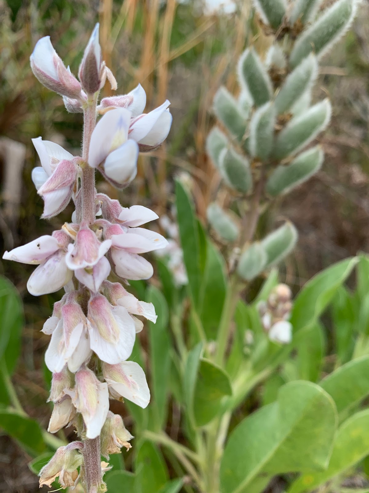 Butterflies Of Singapore Feb 17 2019