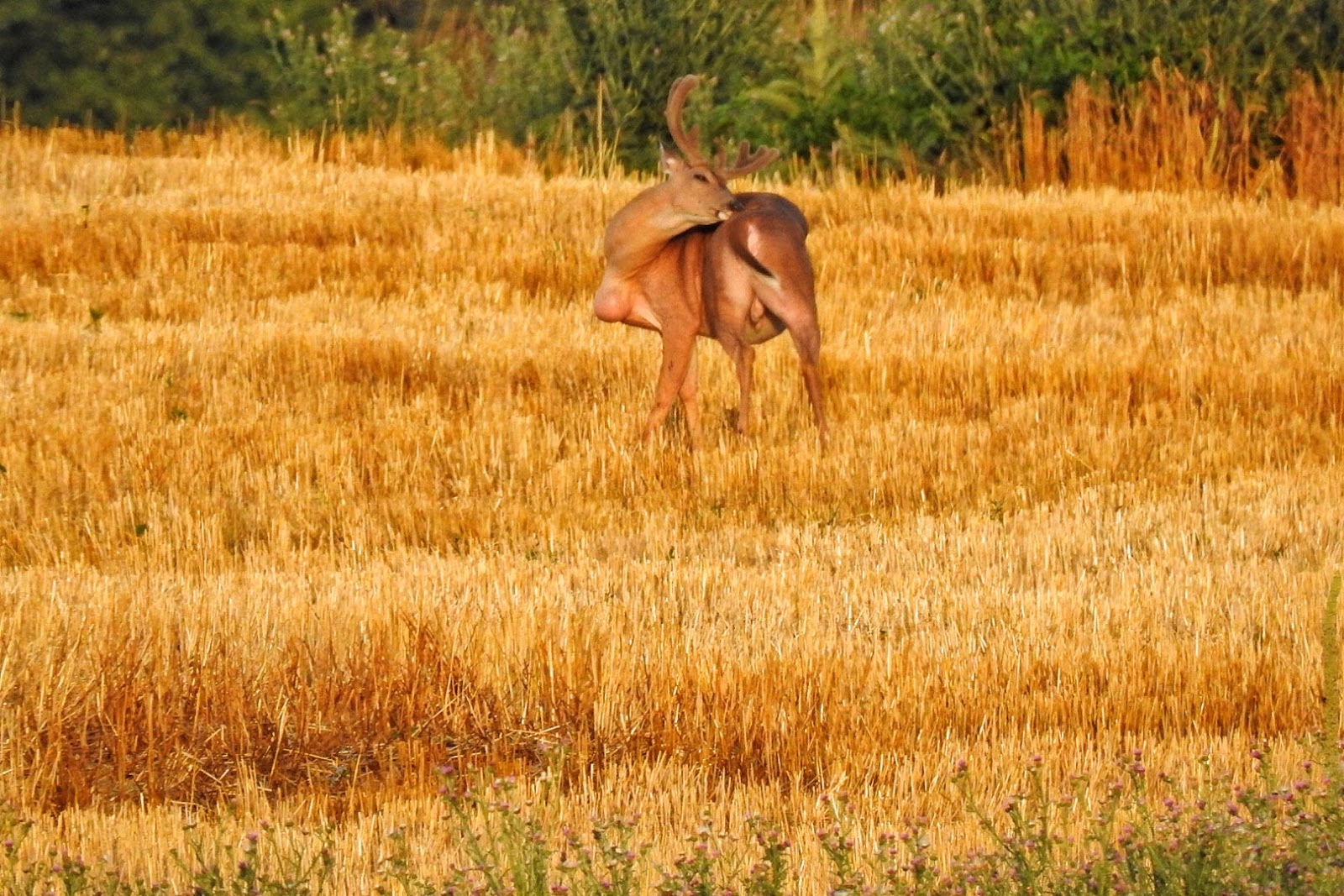 Terrierman's Daily Dose Deer With Big Chest Growth From Injury