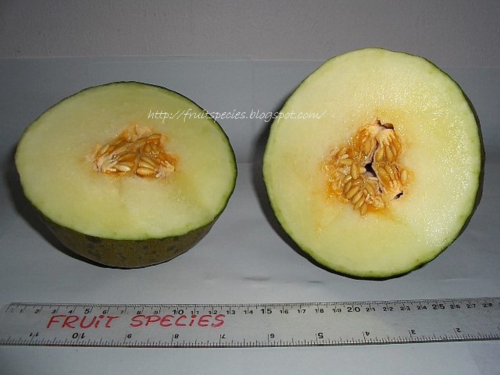 Fruit Species PIEL DE SAPO MELON