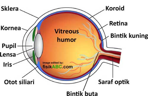 bagian-bagian mata manusia dan fungsinya