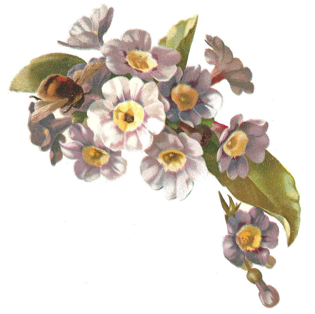 Antique Images Free Flower Clip Art Antique, Victorian Illustration