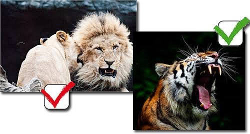 Leões - Mordida mais forte