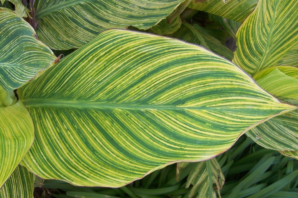 The 2 Minute Gardener Photo Variegated Canna Lily Leaf canna-lily-umass-amherst-greenhouse-crops-and-floriculture-program