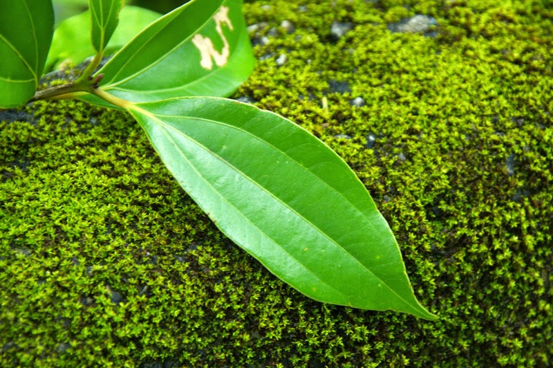 cinammon leaf