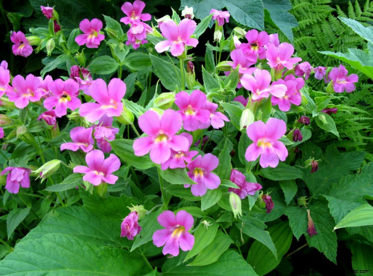 Pink Wildflowers | Wallpapers Gallery