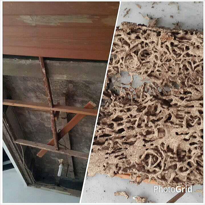 Jago Bangunan Semen Gresik Kokoh Tak Tertandingi