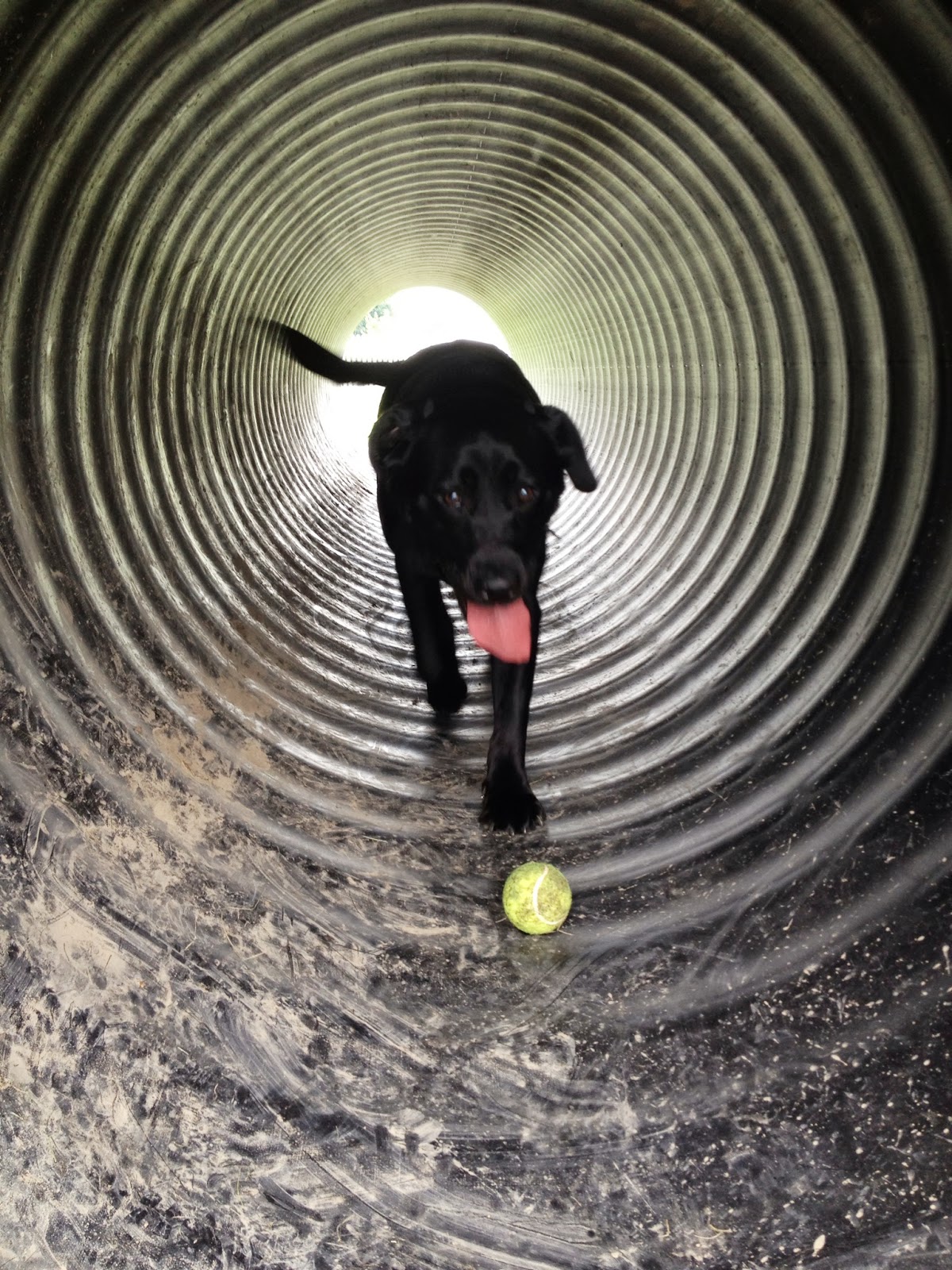 3 Black Dogs adventures in the lives of 3 black dogs Darree Fields