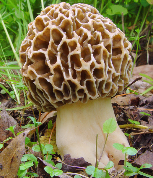 Mushroom Identification: Whats the difference between Morel and False