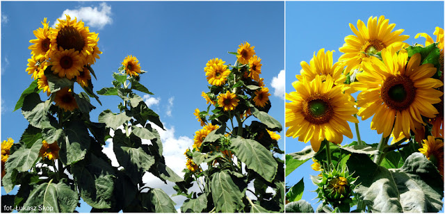 Największe kwiaty jednoroczne: słonecznik