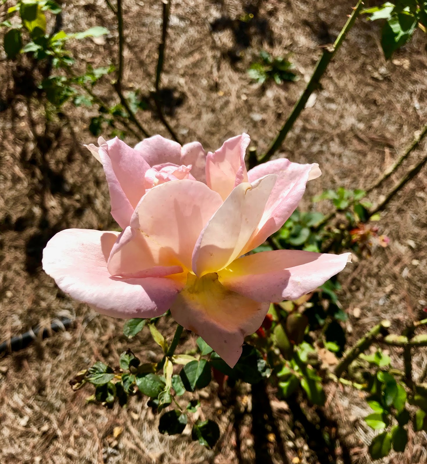 Tallahassee Daily Photo Fall blooms