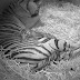 Critically endangered Sumatran tiger gives birth to adorable babies on hidden cubcam at London Zoo