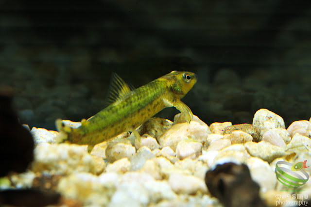 Characidium fasciatum