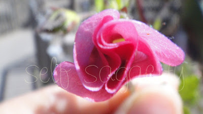 Pink Hibiscus opening bud