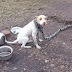 Une chienne est libérée après avoir été enchainée pendant des mois. Les photos de sa liberté donnent envie de pleurer