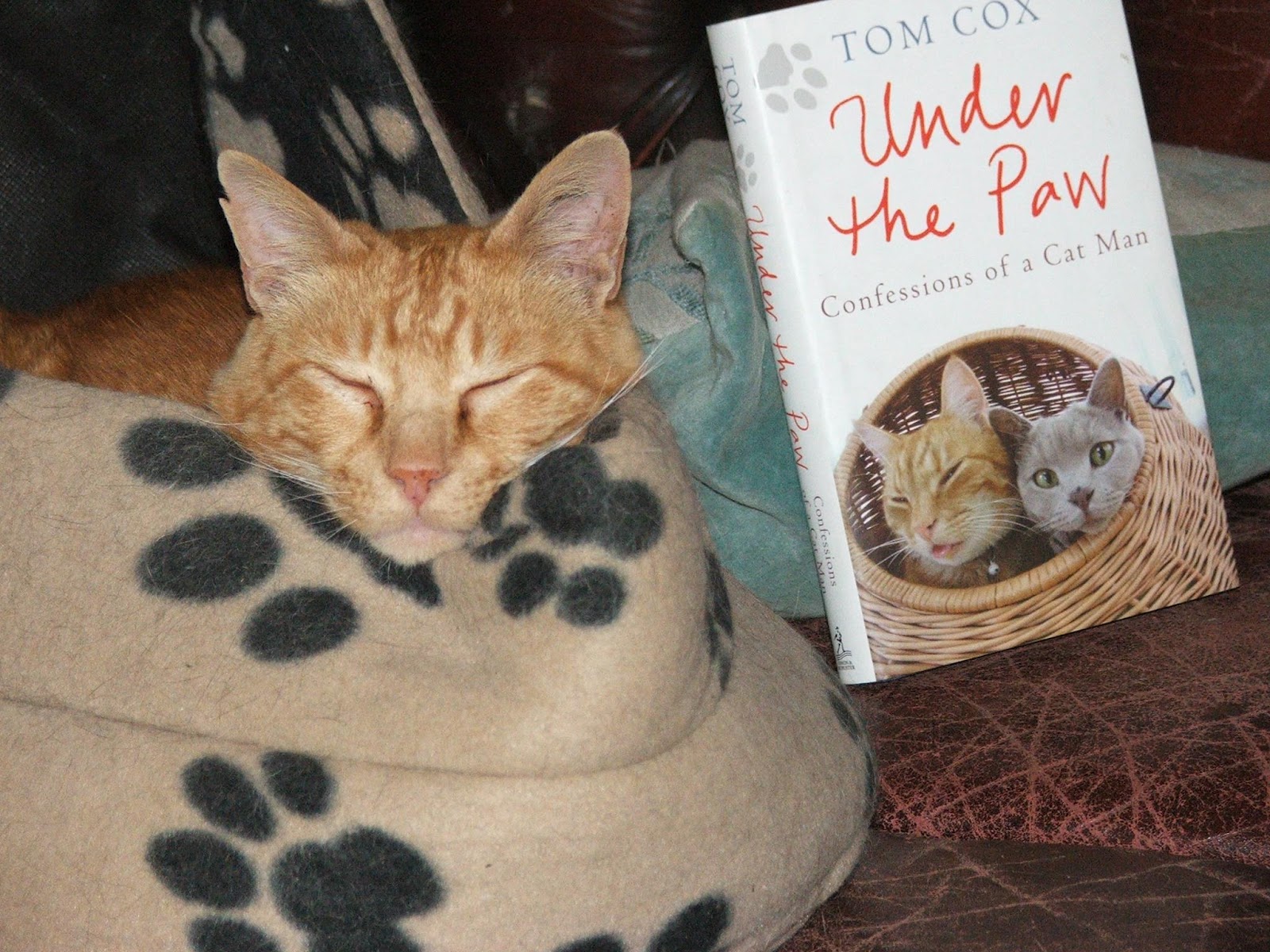 Under The Paw: Lots Of Cats Reading Under The Paw and Talk To The Tail