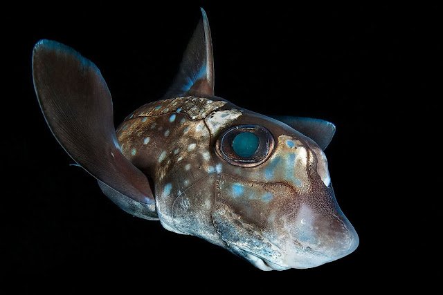 3. Американский гидролаг — хрящевая рыба, обитает в умеренных водах северо-восточной и центрально-восточной части Тихого океана. на острове Херст, Канада. (Фото Claudio Zori | The Ocean Art 2018 Underwater Photography Competition):
