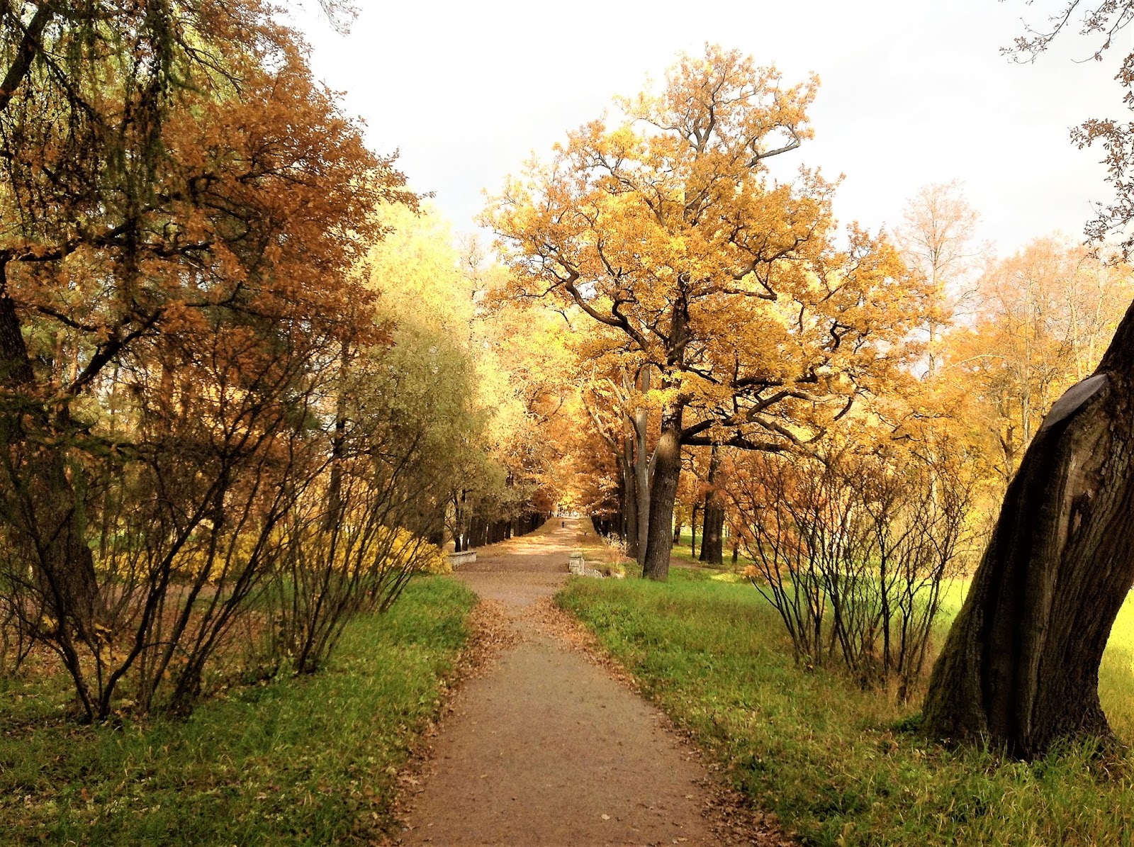 Фрагменты парков Фрагменты парков