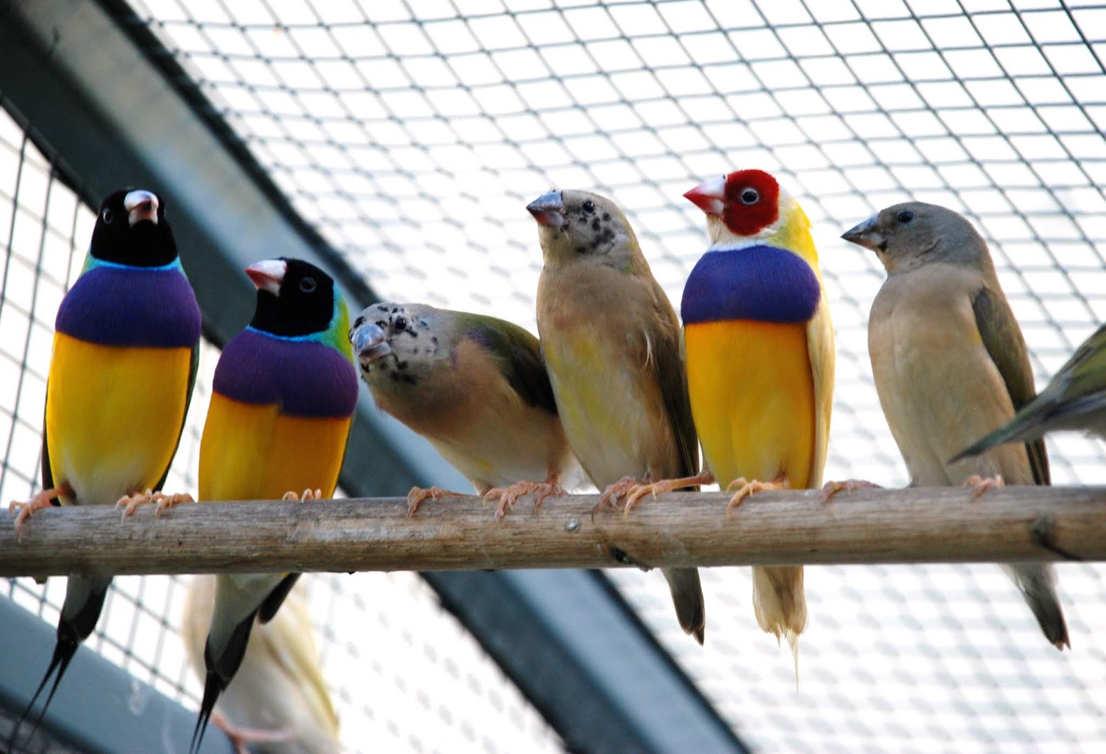 How to Breed Your Gouldian Finches biographypedia