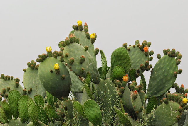 Cypriot cactus