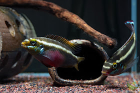 Pelvicachromis sacrimontis spawning