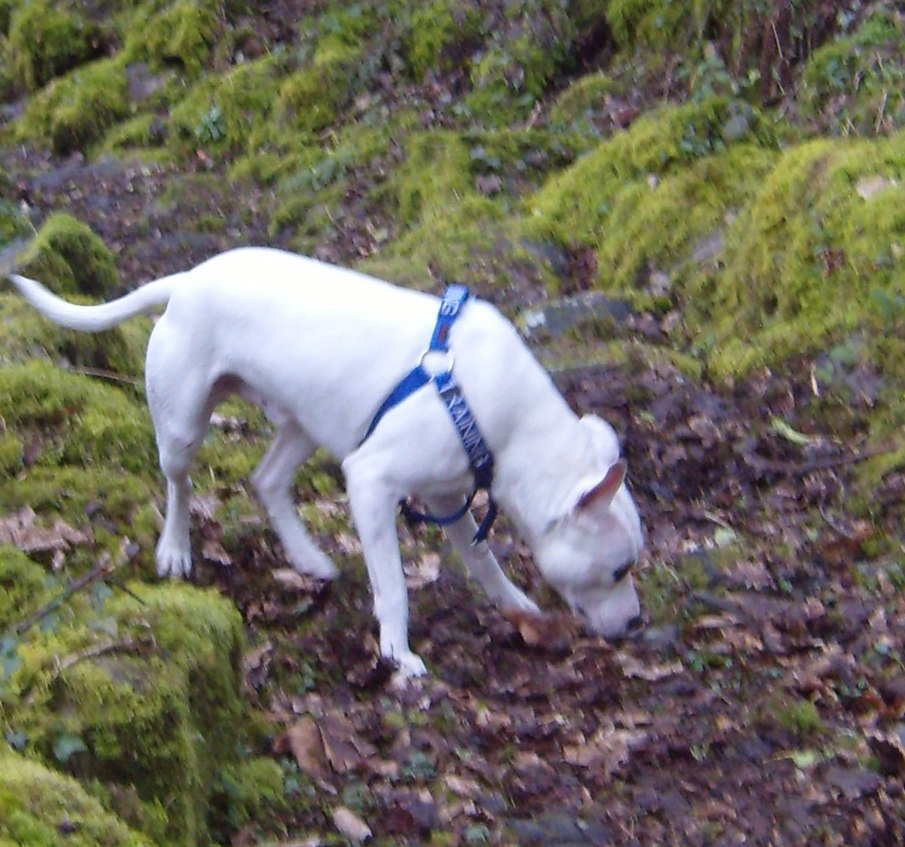 Caesar and Jake Tracked by a pack of dogs, my two gave chase