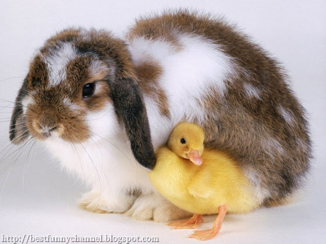 Rabbit and Duckling