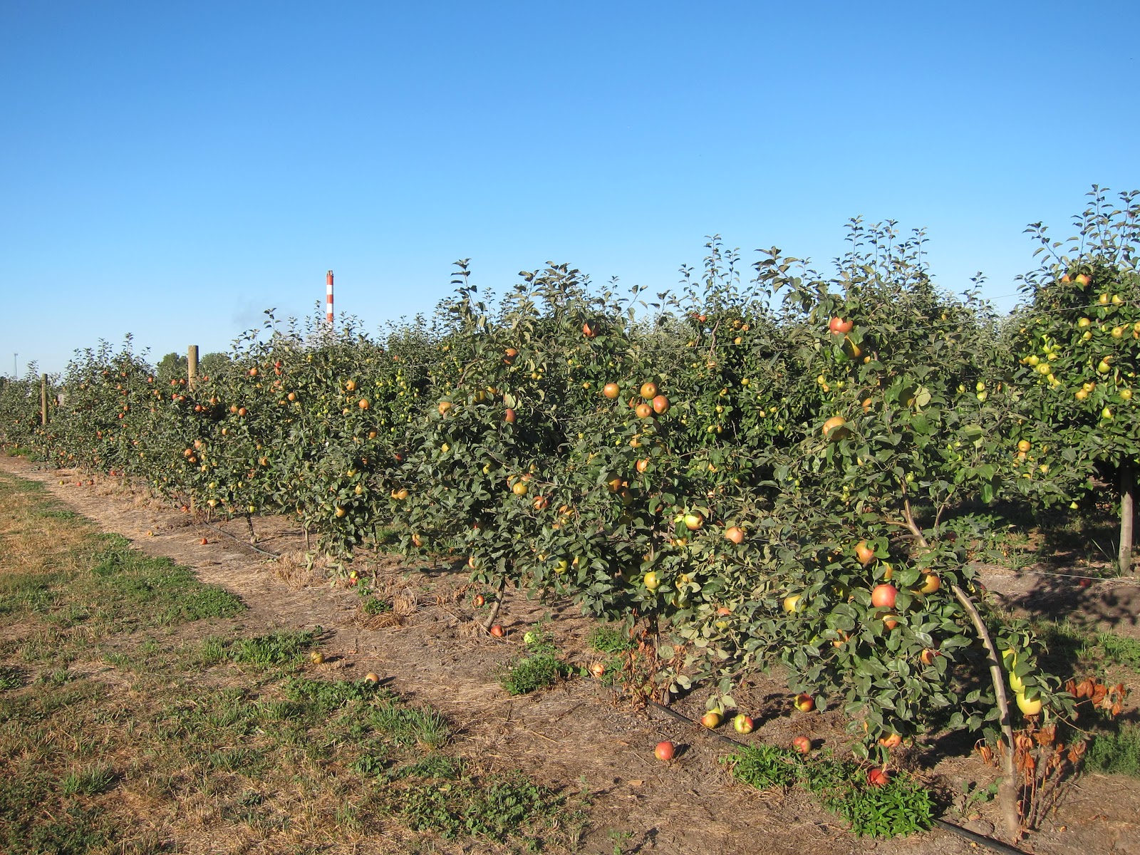 Beilke Family Farm Oregon Apples UPick from the Farm Honeycrisp are