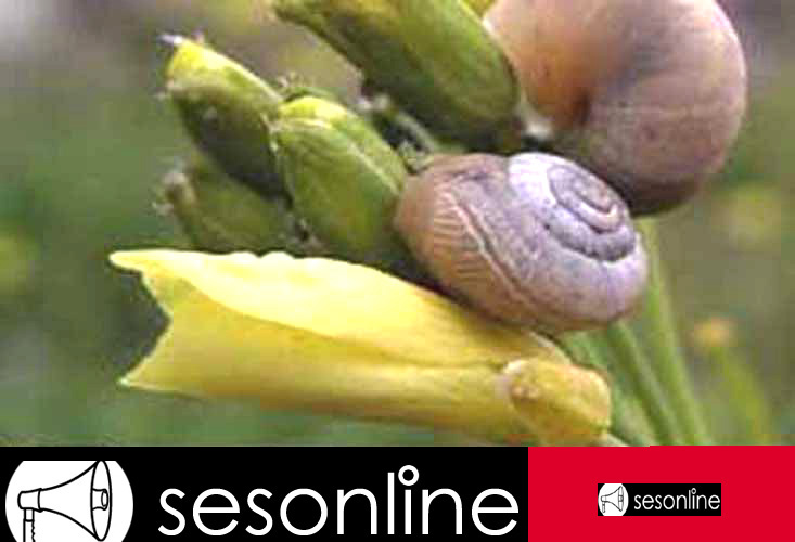 Sesonlıne