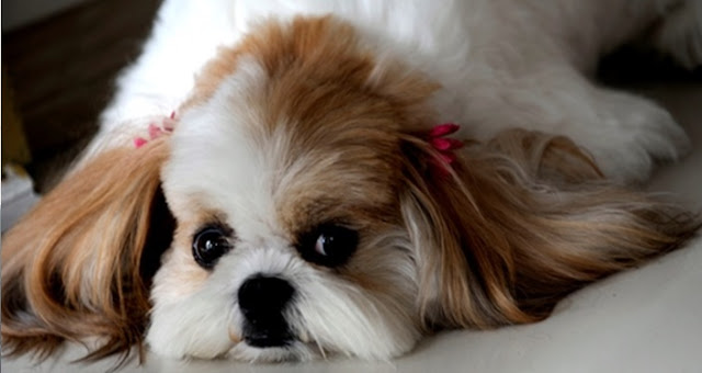 4 Maneiras de perceber se o seu SHIH TZU está ligado a você