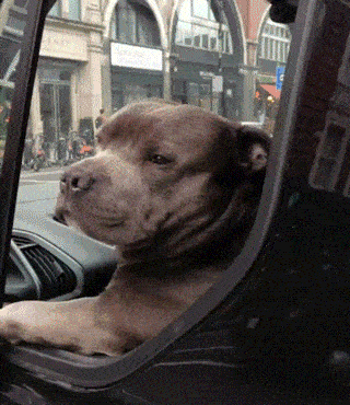 b6ea7b74-best-face-to-see-during-a-morning-commute.gif