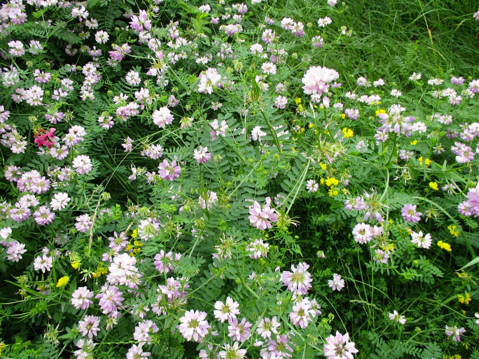 Art's Bayfield Almanac: CROWN VETCH: A TRULY INVASIVE SPECIES
