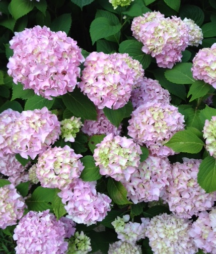 Hydrangea Green Floral Wallpaper Departments Diy At B Q