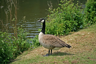 Image of a Canada Goose